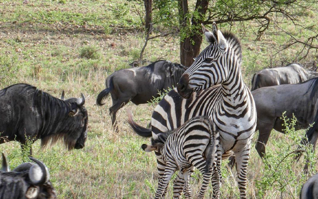 Mikumi Safari 1 Day Trip from Zanzibar: First-Choice 2025